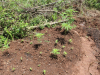 Polícia encontra plantação de maconha em Campos Novos