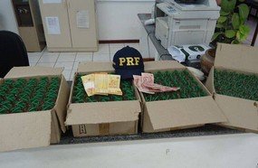 PRF apreende 480 frascos de lança perfume em Campos Novos