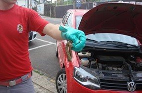 Mulher encontra cobra no veículo