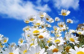 Primavera inicia nesta segunda-feira