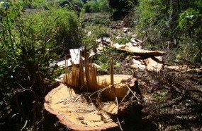 Lei que permite corte de araucária em solo catarinense é inconstitucional