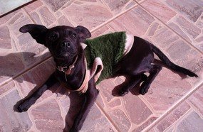 Cachorrinho encontrado abandonado próximo ao Britador da Prefeitura
