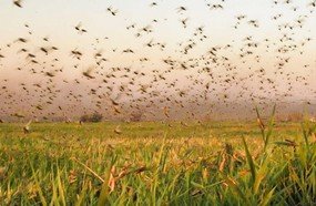 Santa Catarina monitora nuvem de gafanhotos na Argentina