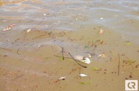 Polícia Militar Ambiental investiga mortandade de peixes no Alague