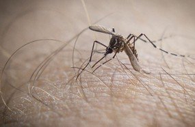 Catanduvas entre os municípios infestados pelo Aedes aegypti