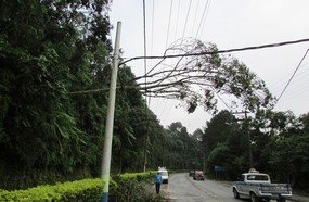 Vegetação na rede é a principal causa de falta de energia no Estado
