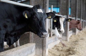 Santa Catarina comemora 13 anos como área livre de febre aftosa