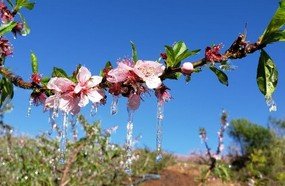 Agricultores congelam pomares de frutas para protegê-los da geada