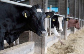 Agronegócio catarinense bate recordes nas exportações em 2019