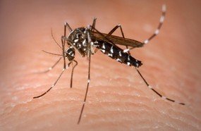 MP cobra medidas de municípios infestados pelo mosquito da dengue