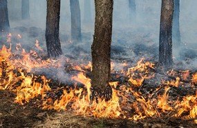 Queimadas estão proibidas durante 60 dias em todo o país