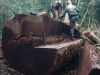 Imbuia de 535 anos foi derrubada em Vargem Bonita para virar cerca