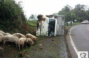 Caminhão carregado com suínos tomba em Tangará