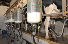Região Sul do Brasil lidera produção nacional de leite