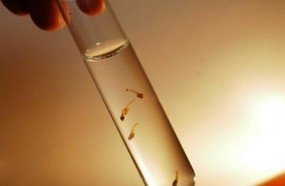 Registrado o primeiro caso de dengue contraído em SC em 2014