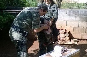 Polícia apreende galos mantidos em condições de maus-tratos
