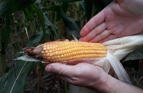 Santa Catarina contabiliza perdas na agricultura devido à estiagem