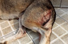 Cadela é estuprada por ladrão em Concórdia