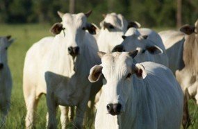 Penas mais rigorosas para furto e receptação de animais de abate