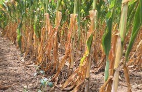 Secretaria da Agricultura monitora os efeitos da estiagem em SC