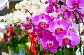 Unoesc oferece curso sobre cuidados de cultivo de orquídeas