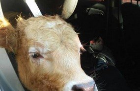 Veículo transportava terneiro com faca cravada na cabeça