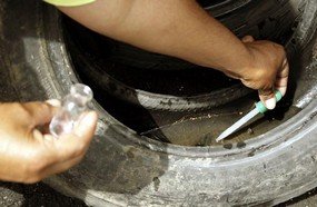 SC registra aumento do número de focos do mosquito da dengue