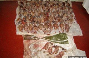 Caça ilegal: Polícia apreende grande quantidade de animais silvestres abatidos