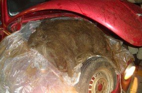 PM prende dupla com arma e animal abatido