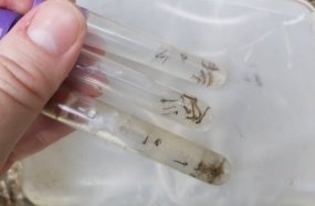Joaçaba já registra 52 focos do mosquito da dengue em 2022