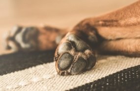 Vigilante de creche é investigado por maus tratos de natureza sexual contra cachorro