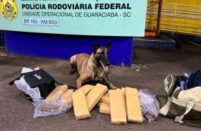 Cadela farejadora da PRF localiza maconha em bagageiro de ônibus 