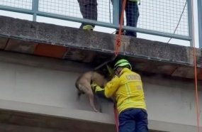 Bombeiros resgatam caramelo preso em passarela sobre a BR-282