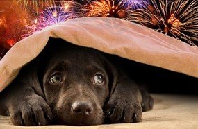Animais de estimação são os que mais sofrem com a queima de fogos